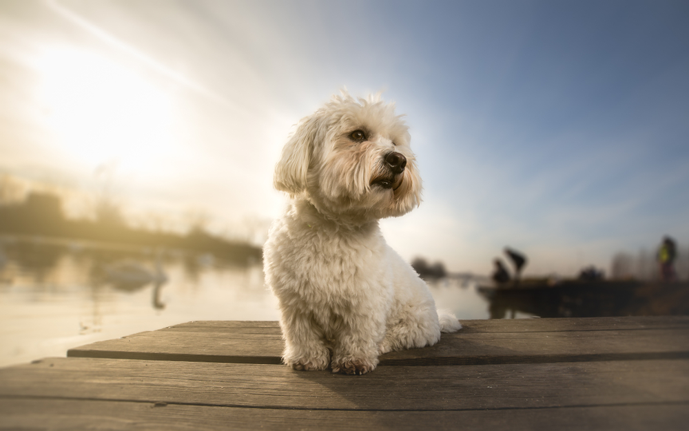 Coton de tulear portrait dog on dock