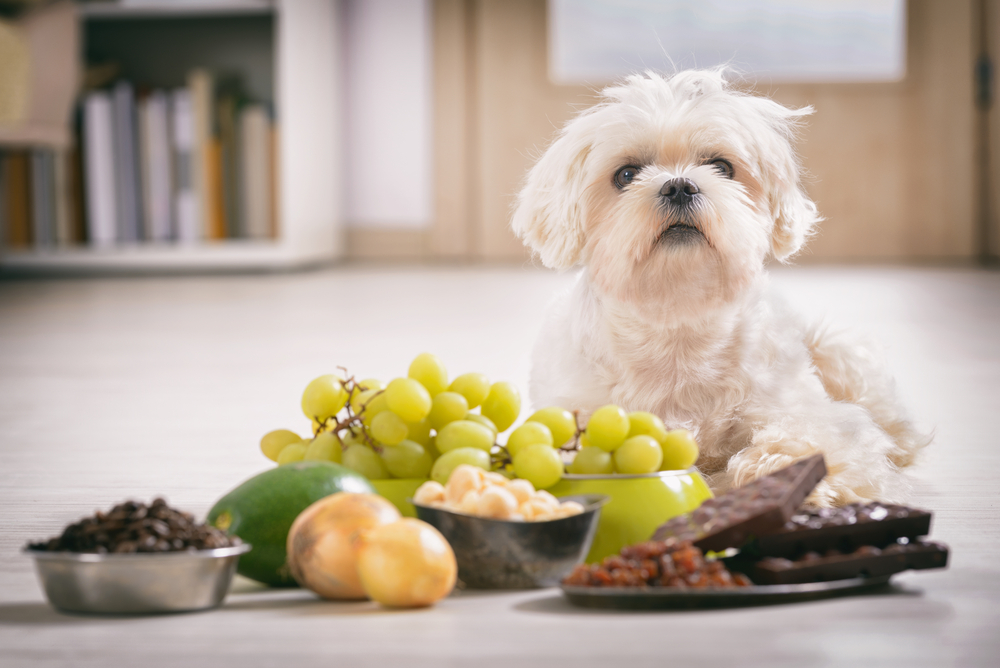 犬と玉ねぎなど犬にとって危険な食べ物