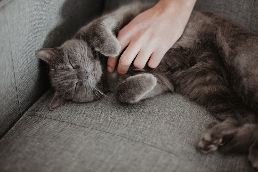 Chartreux cat lies on the sofa