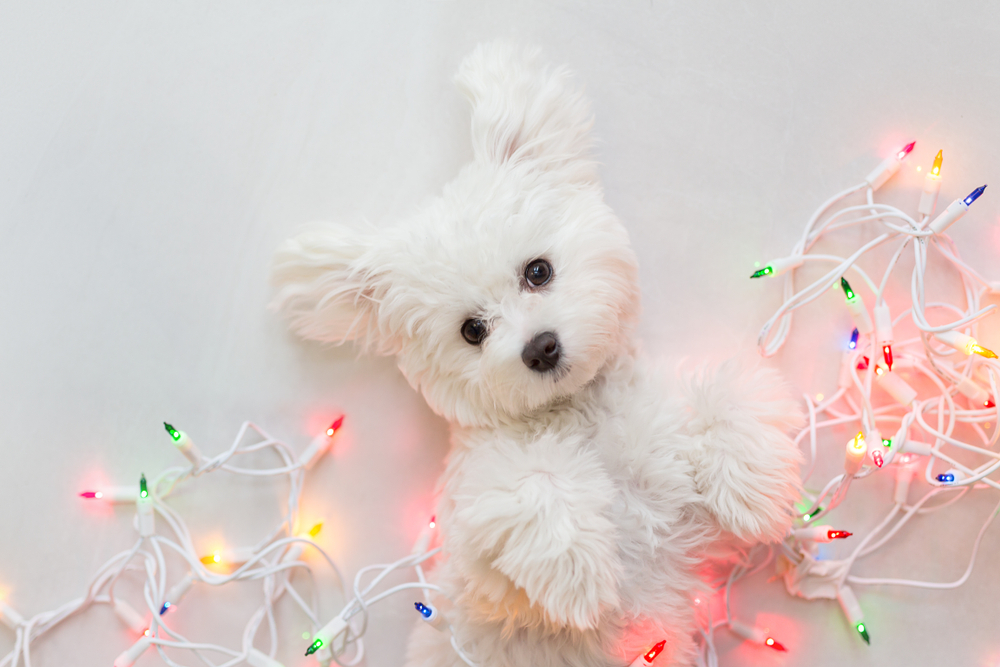Holiday Puppy Wrapped in lights.