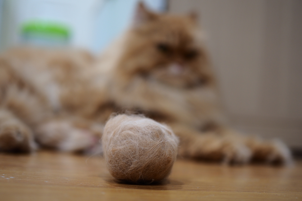 猫のヘアボールって何のこと？猫が毛玉を吐く原因と対策方法をすべて解説します！