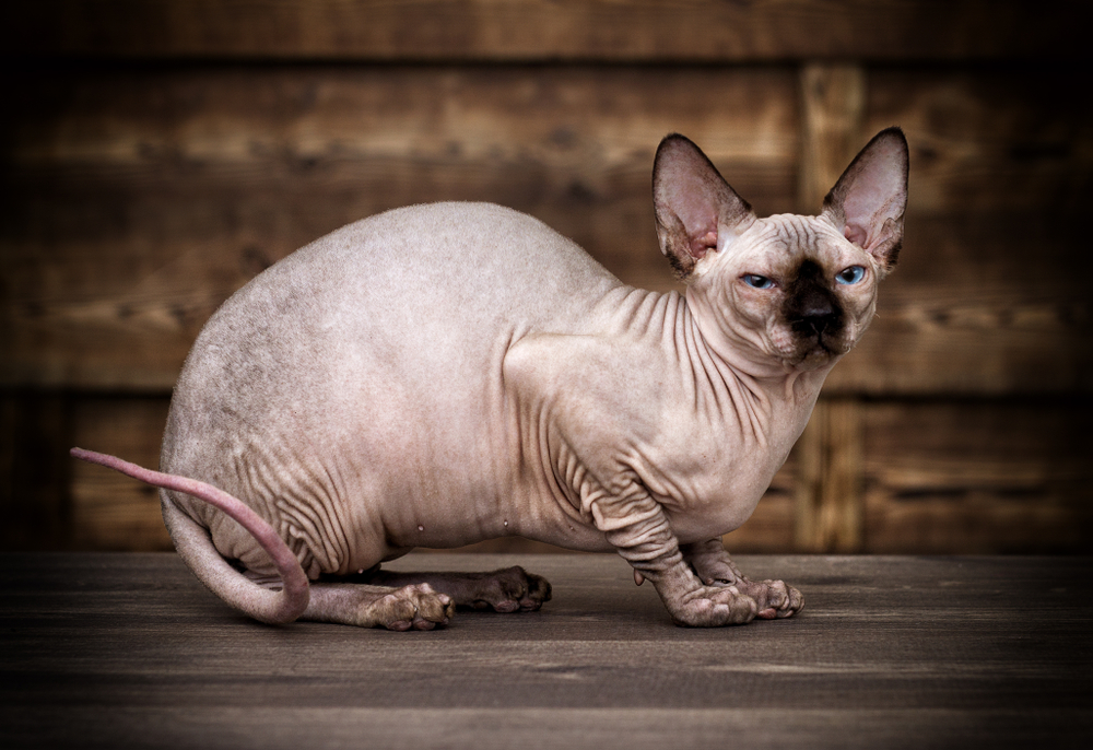 cat breed of Canadian Sphynx on a wooden background