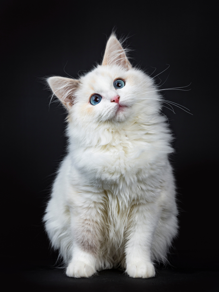 Blue eyed ragdoll cat / kitten sitting isolated on black background looking up with tilted head