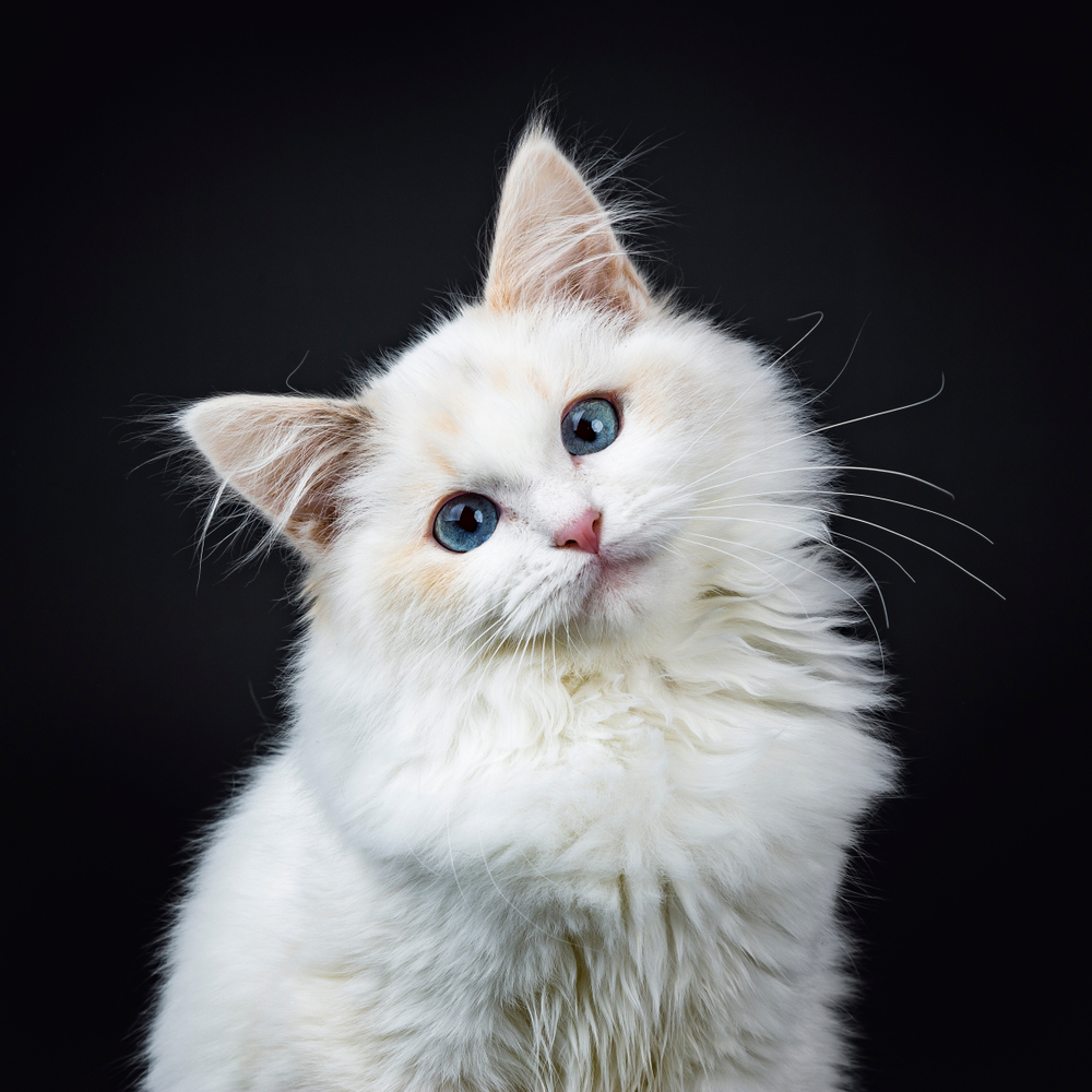 Portrait of blue eyed ragdoll cat / kitten sitting isolated on black background looking at the lens with tilted head