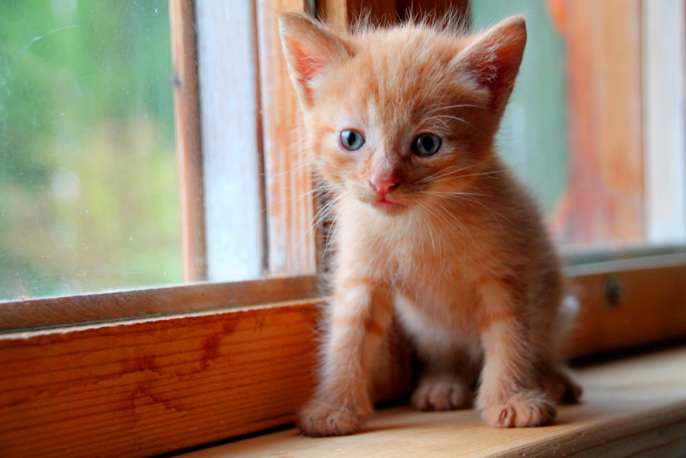 Funny red cute kitten. Ginger red kitten on window. Long haired red kitten. Sweet adorable kitty on natural wood background. Little baby cat looking with small blue eyes. Tiny kitty pet alone at home