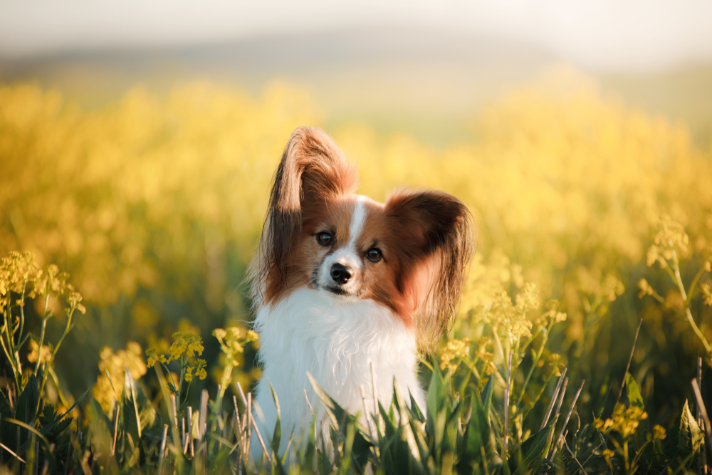 Dog papillon on in a field of flowers. spring pet
