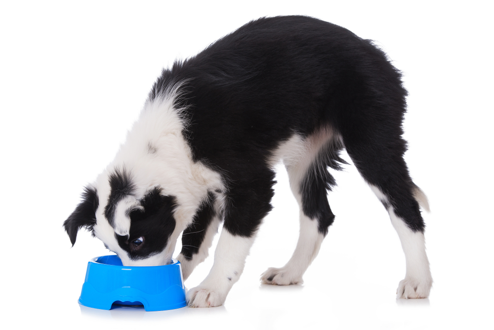 Border collie puppy with a food bowl isolated on white