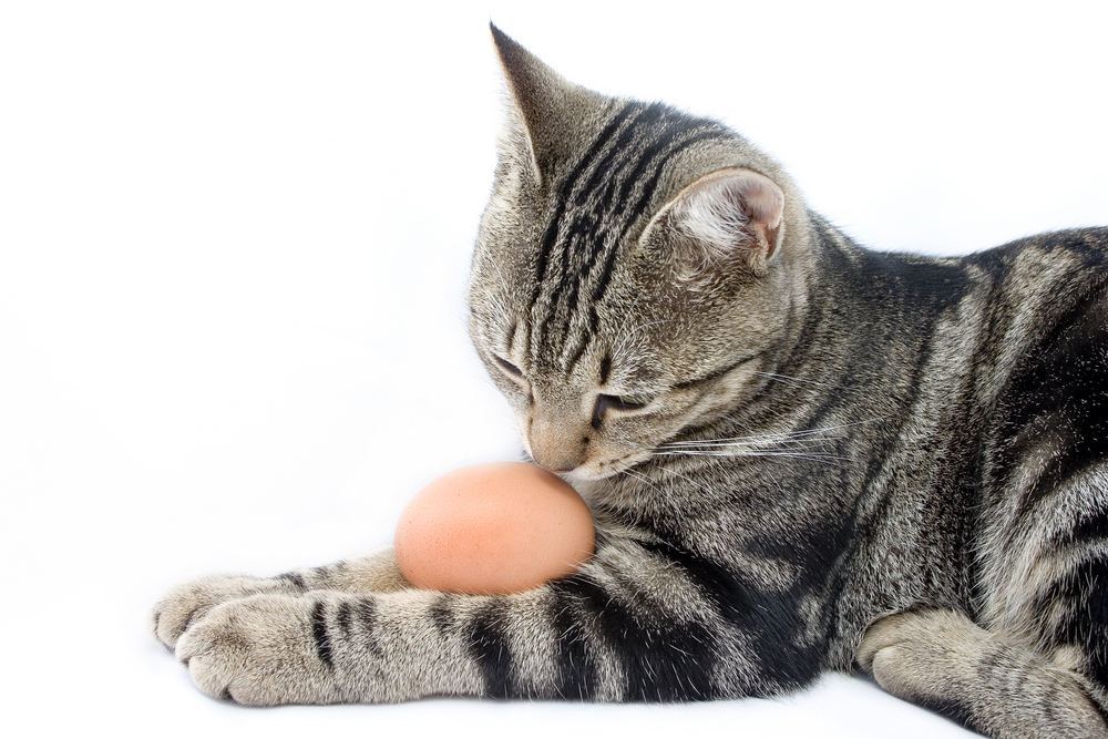 猫と卵