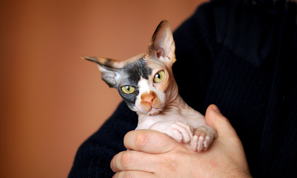 Sphynx (Sphinx cat) indoor. Bald hairless Sphinx cat or sphynx in owner hands looking at camera on pink. Young Sphinx three-colored cat breed Don sphynx at home. Naked Sphinx cat. Kitten without wool.