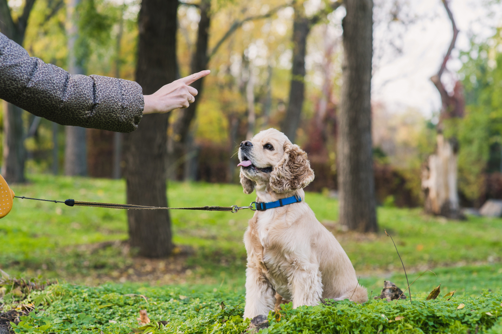 Woman training her dog in park