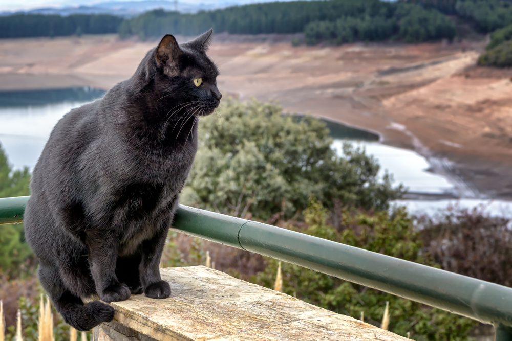 Adult Bombay cat with natural background