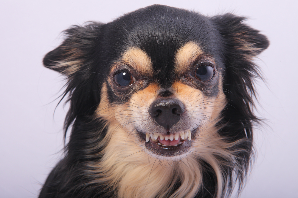 Close-up of angry Chihuahua growling