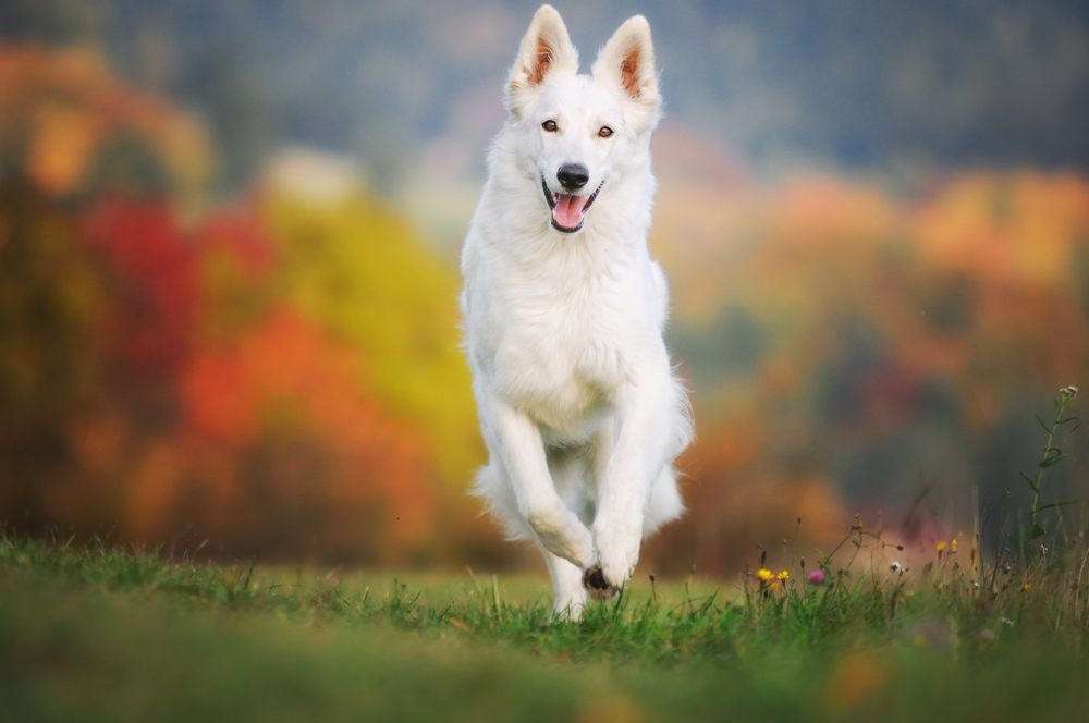 White German Sheepdog Weisser Schweizer Schäferhund Berger Blanc Suisse