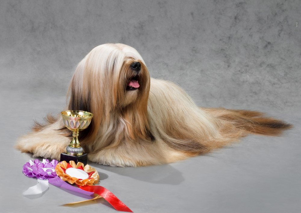 Lhasa Apso dog, lying on a gray background. Not isolated.