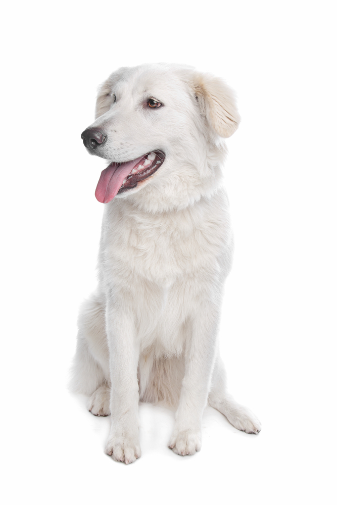 Aidi or atlas mountain dog in front of a white background