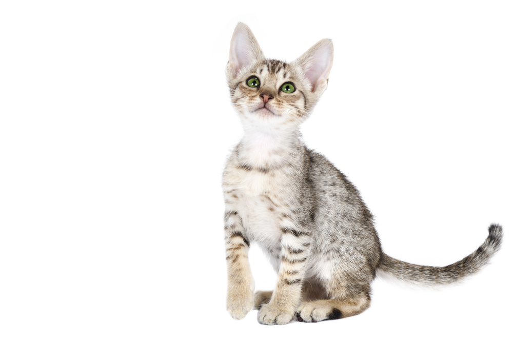 Ocicat kitten on a white background. Studio shot.