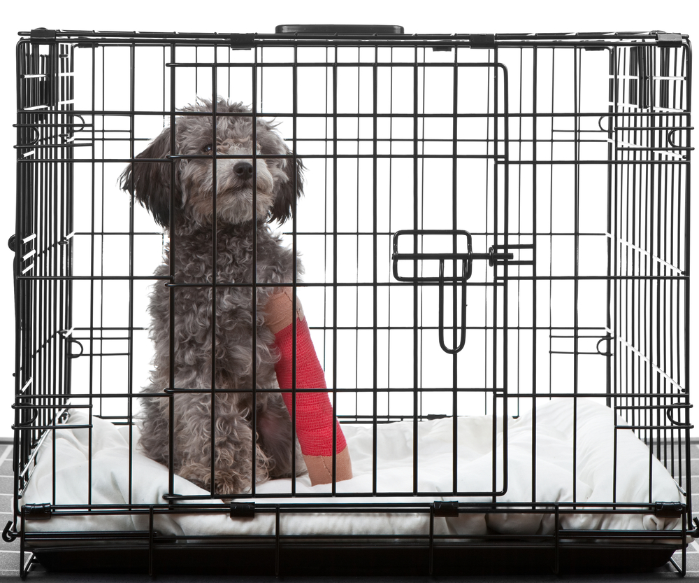 Caged dog with broken leg in a cast