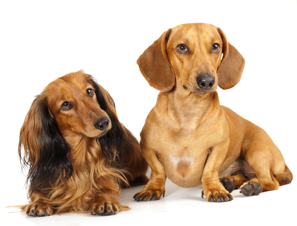 Miniature dachshund longhaired and dachshund