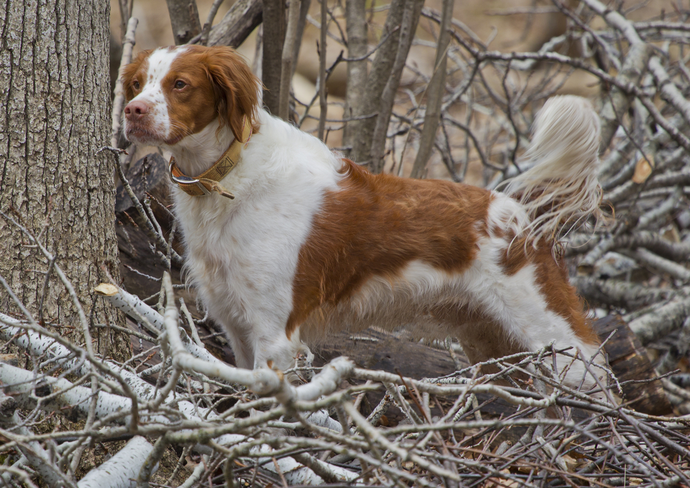 A brown and white Brittany Spaniel dog standing at attention in the woods.  This is a rare adult as it has its tail in tact.