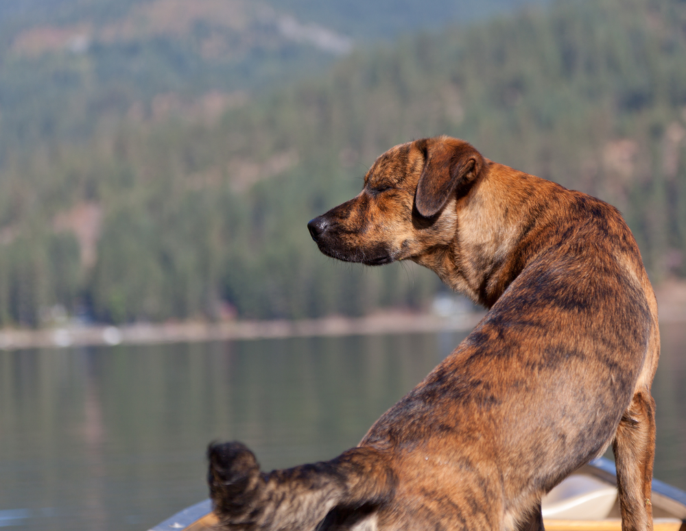 A brindled plott hound on a boat on the water