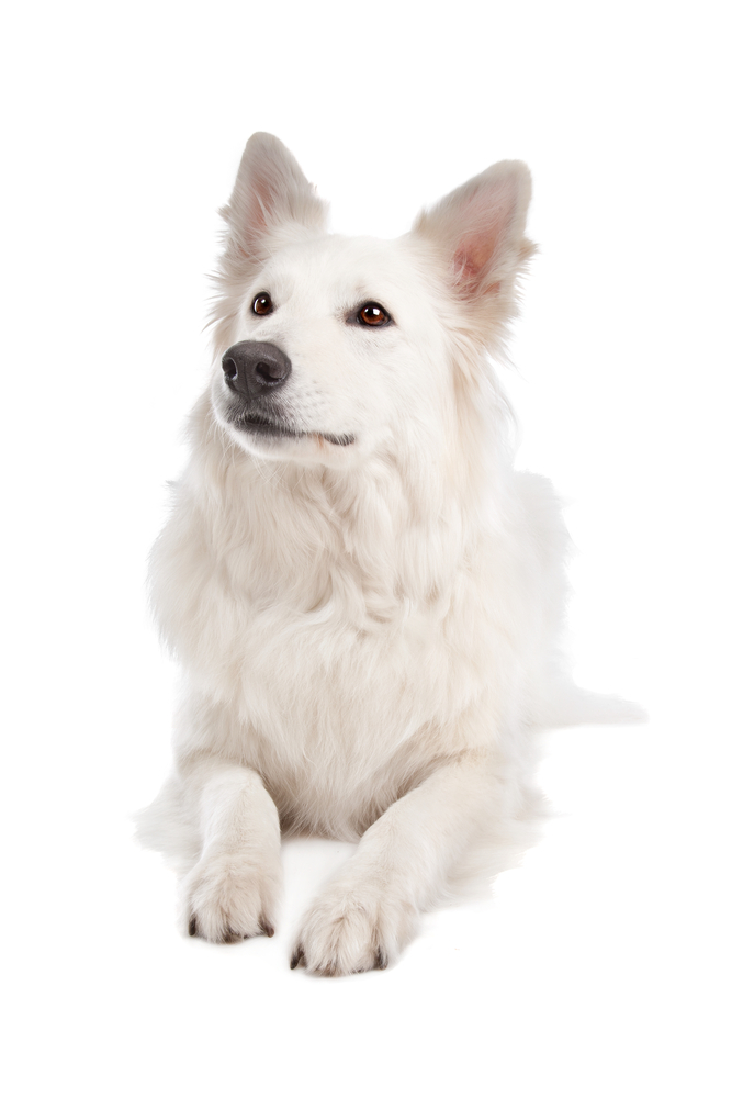 White Shepherd Dog in front of a white background