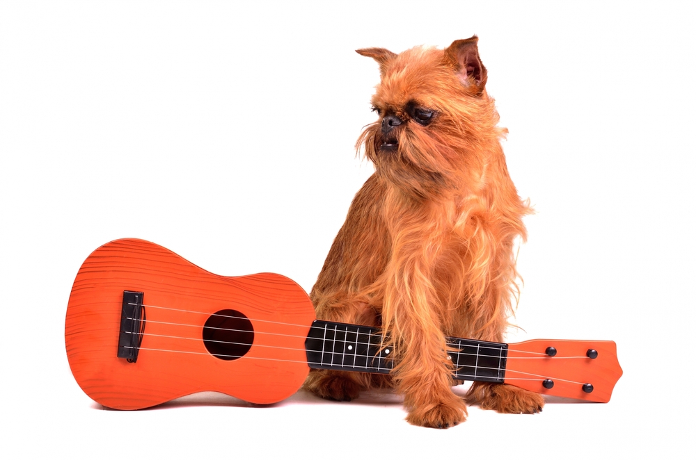 ギターを持つ犬