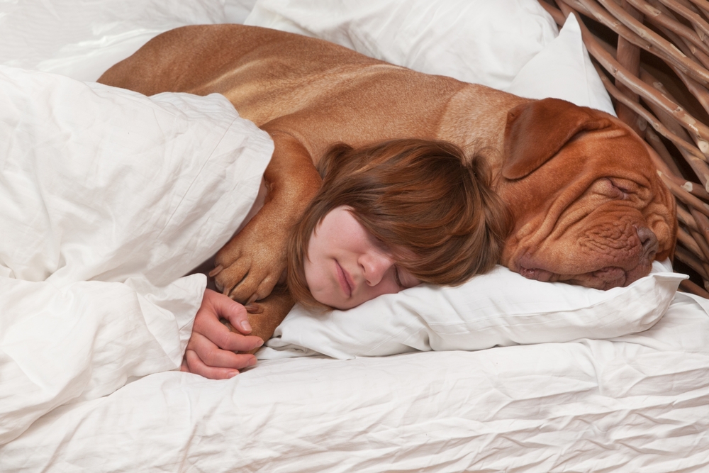 少女と寝る犬