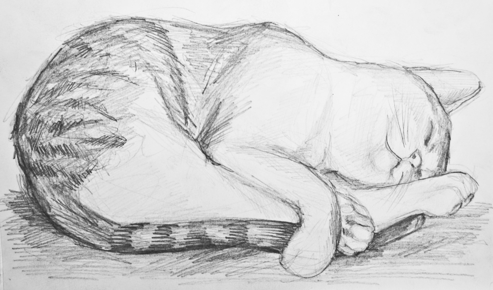 寝ている猫のデッサン画