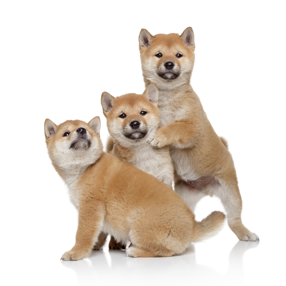 Three Shiba-inu puppies on a white background