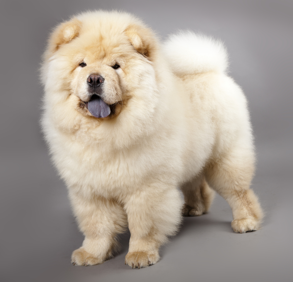 Chow chow (5 months) in front ofa grey background