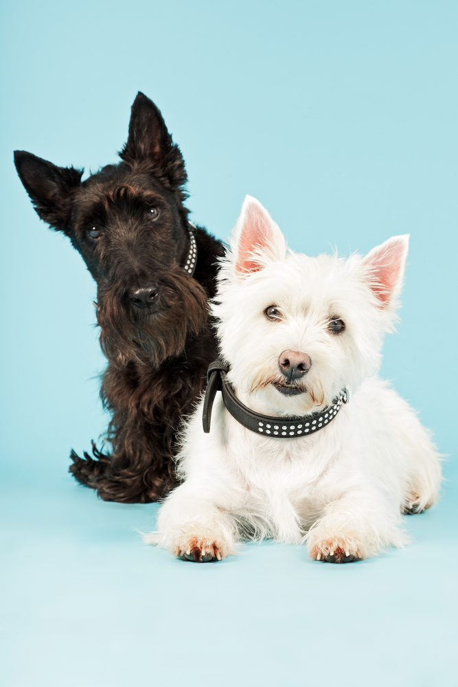 Two black and white scottish terriers isolated on light blue background