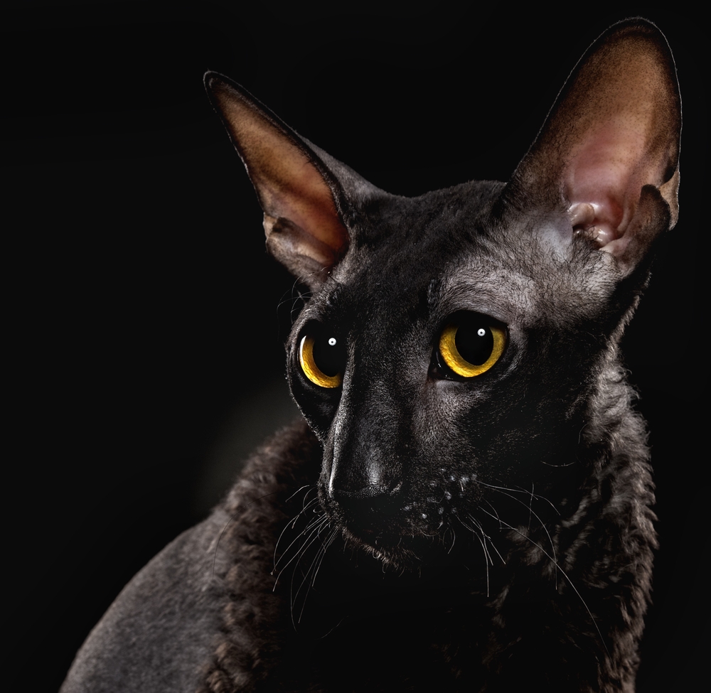 Black Cornish Rex cat