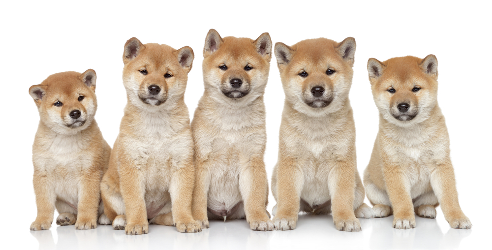 Shiba inu puppies portrait on a white background