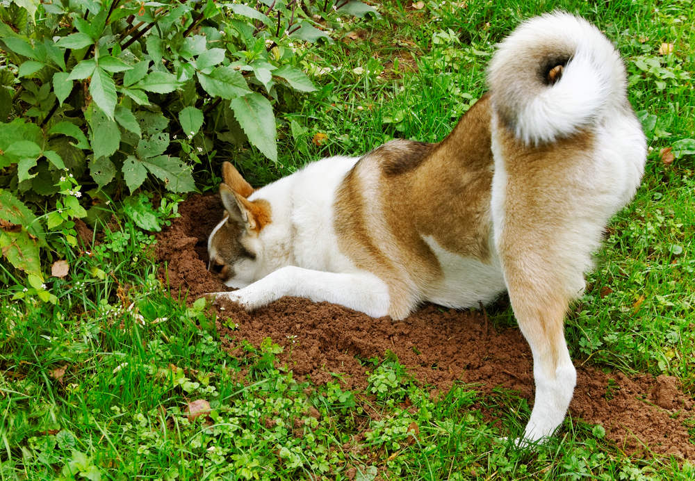Purebred dog in a garden.