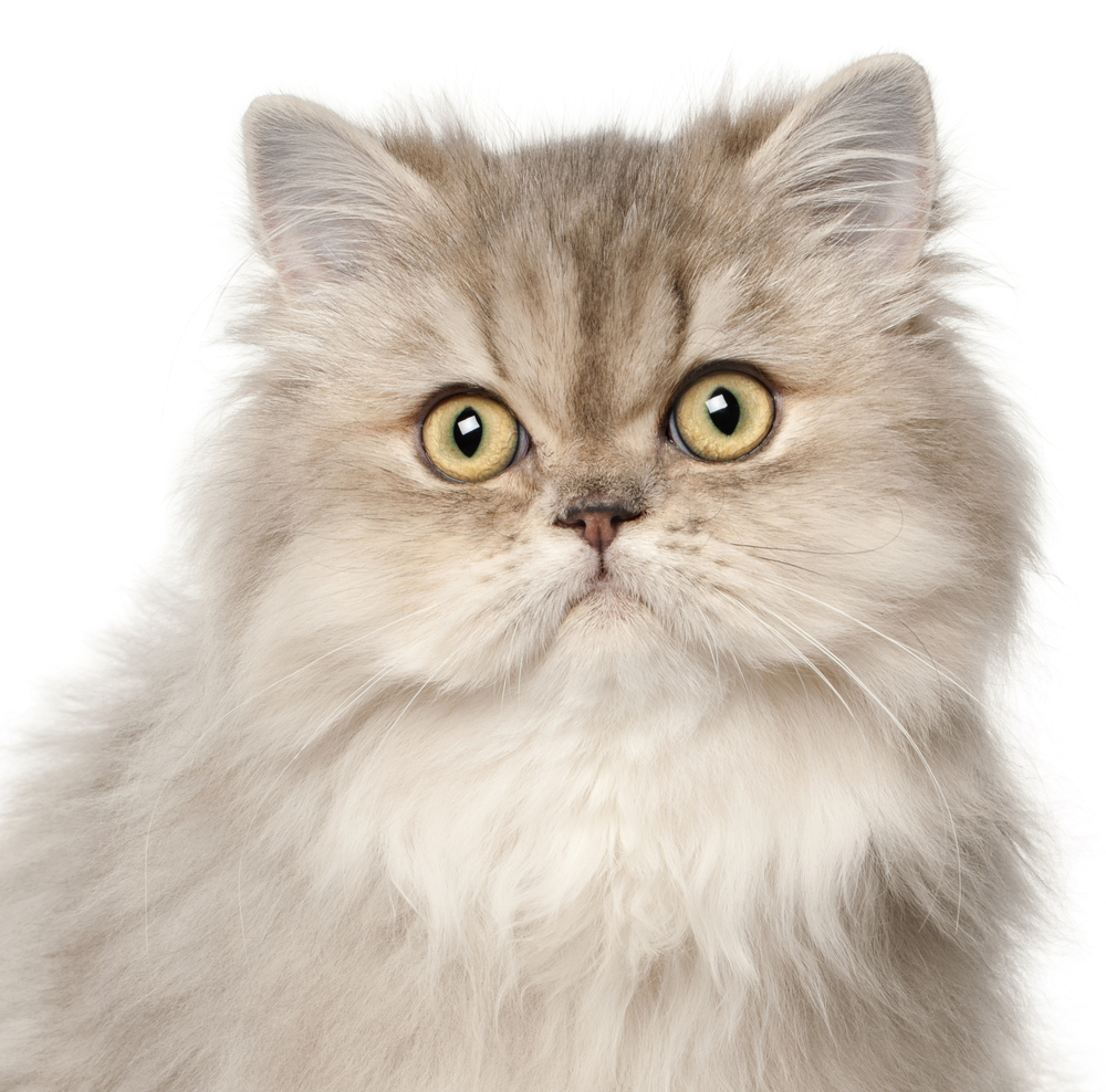 Persian cat, in front of white background