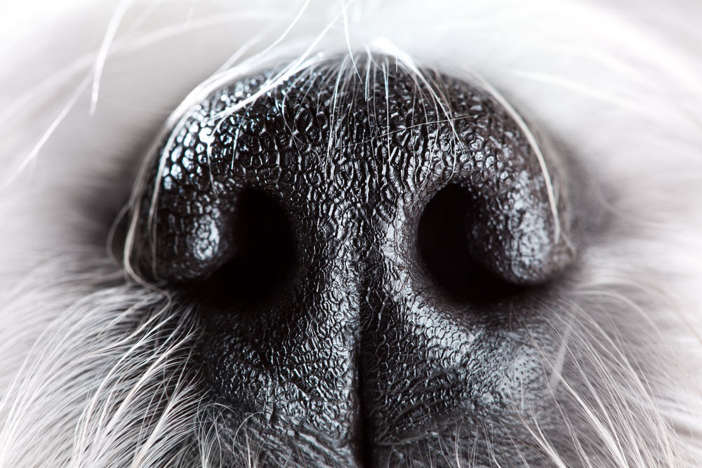 Shih tzu dog nose close-up.