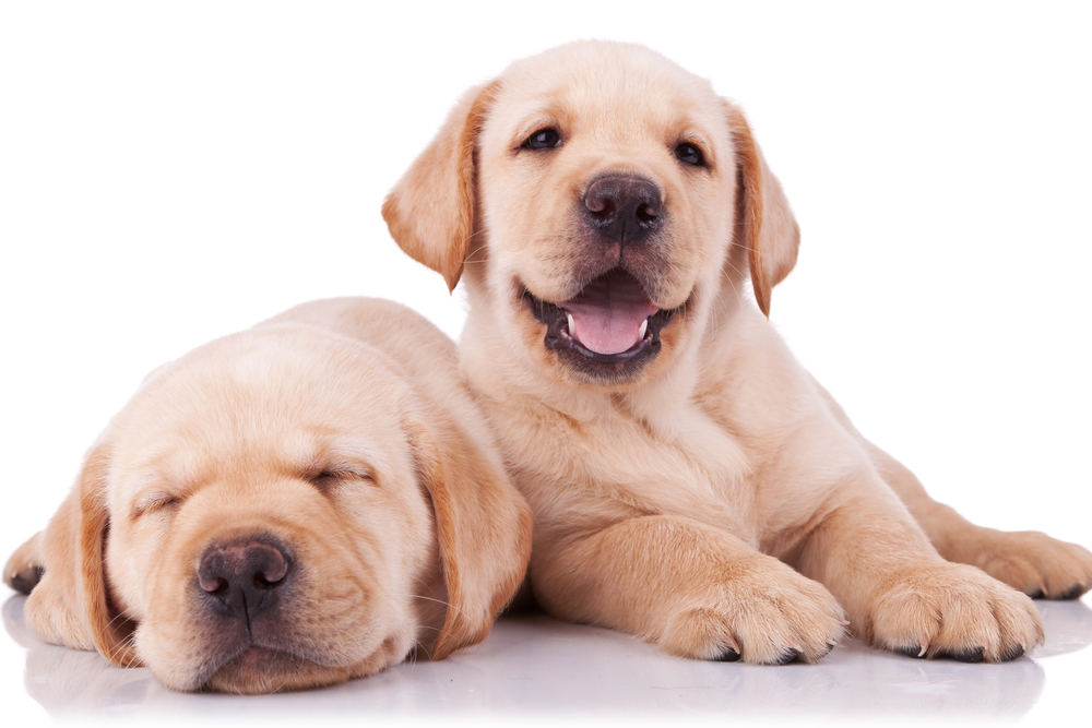 two adorable little labrador retriever puppies, one sleeping and one panting and looking to the camera