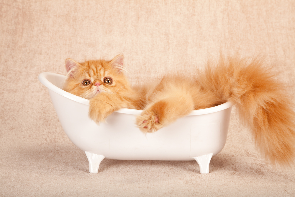 猫を風呂に入れても大丈夫？風呂の入れ方や温度を詳しく解説！