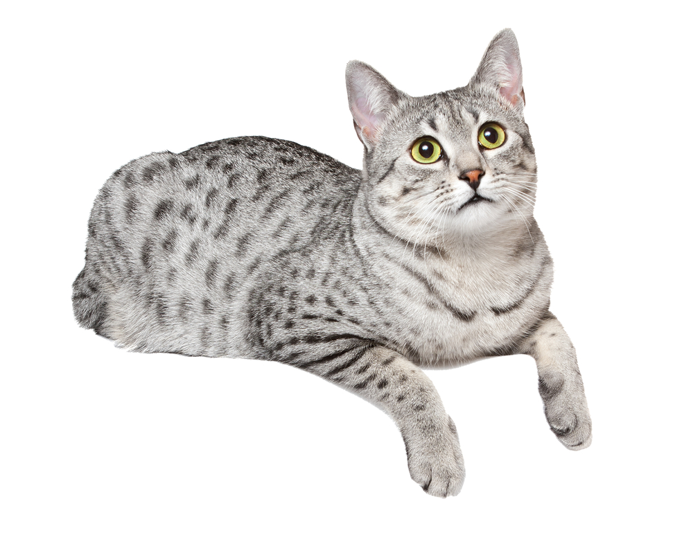 A cute Egyptian Mau cat is relaxing over an edge.  White background.