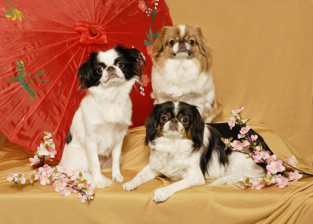 Trio of Japanese Chin Dogs with cherry blossoms and opened oriental umbrella