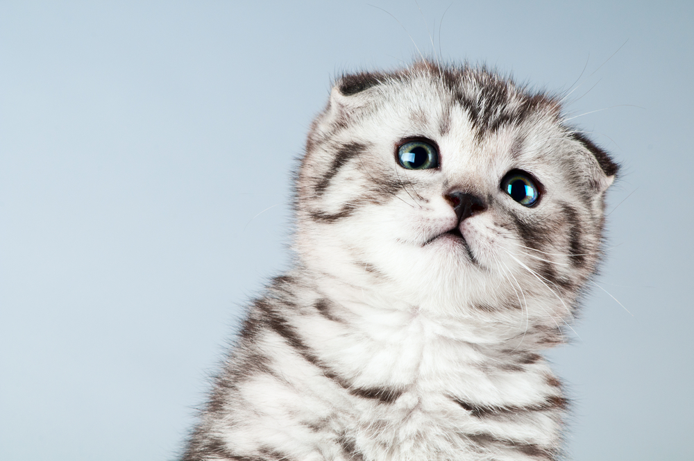 fluffy gray beautiful kitten, breed scottish-fold,  close portrait  on grey  background , focus on face , lamentably look