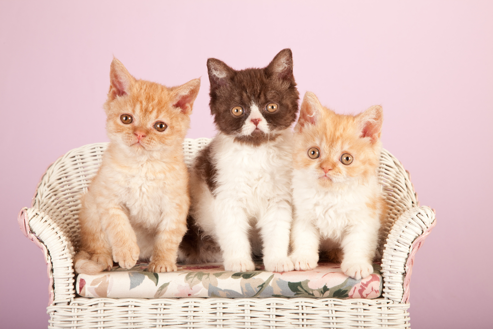 Selkirk Rex kittens sitting on miniature wicker bench on pink background