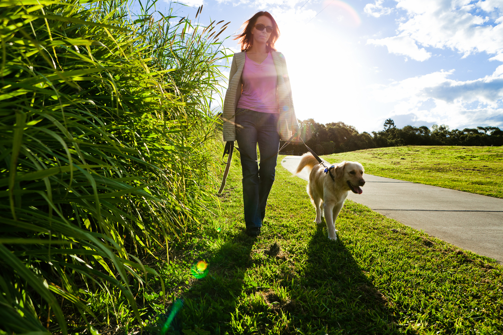 【散歩中に草を食べると死ぬ？】犬の雑草食いを避けるための３つのポイント！