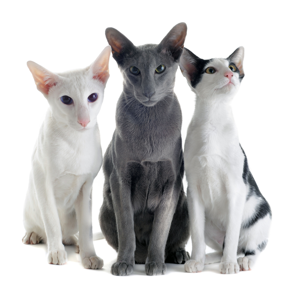 portrait of three oriental cats in front of white background