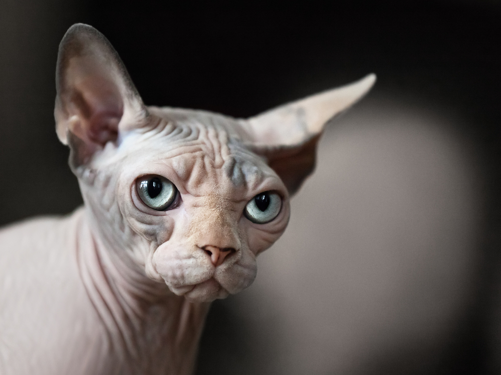 Feline animal pet hairless sphinx domestic cat looking eye