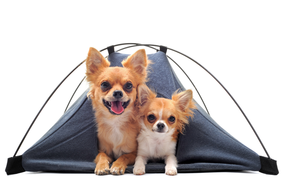 portrait of two cute purebred  chihuahuas in tent in front of white background