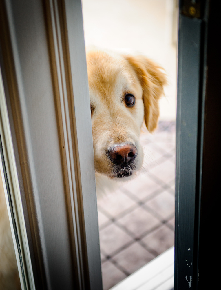 Dog peeking through the door opening