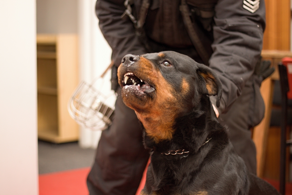 police dog in action