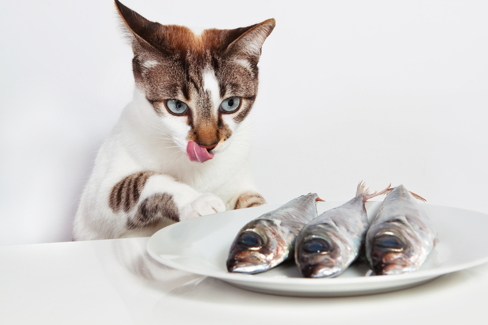 魚を食べようとしている猫