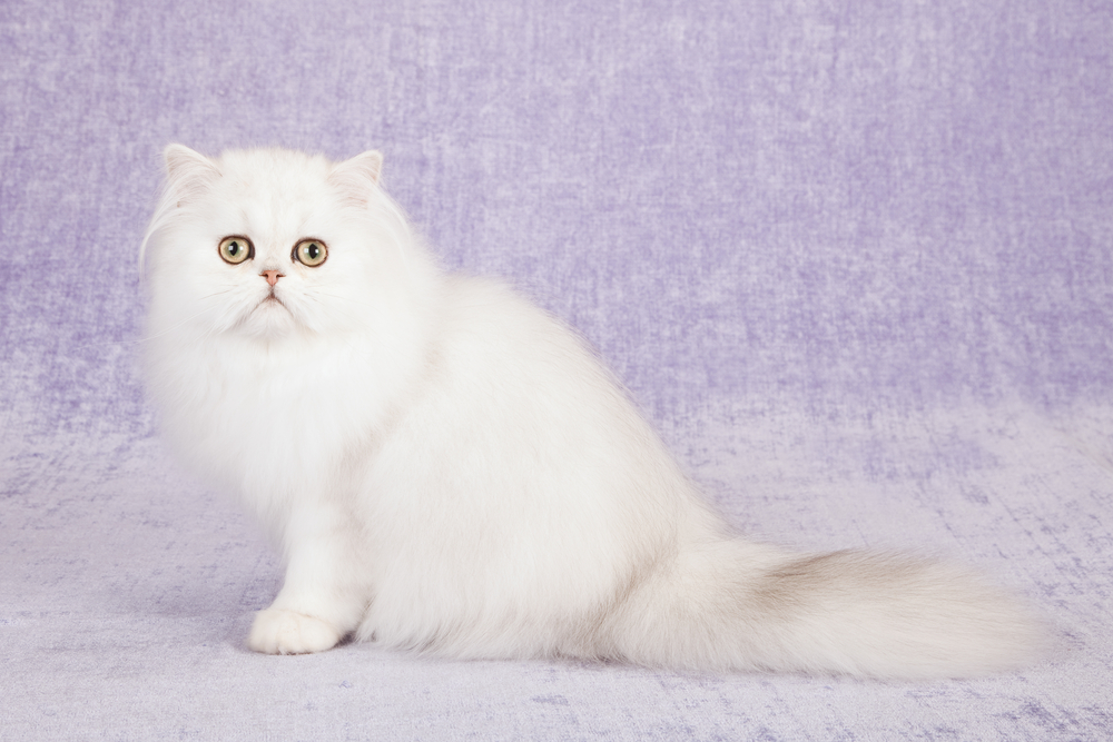 Silver Chinchilla Persian cat kitten sitting on white miniature bicycle on lilac purple background with purple ribbons